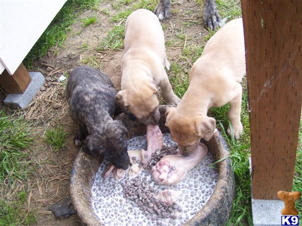 Puppies in Onalaska